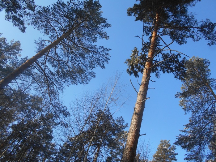 4533467_DSCN6721 (700x524, 206Kb)
