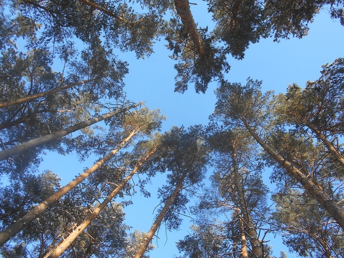 4533467_DSCN6724 (700x524, 230Kb)