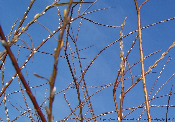 DSC02091 (700x489, 288Kb)