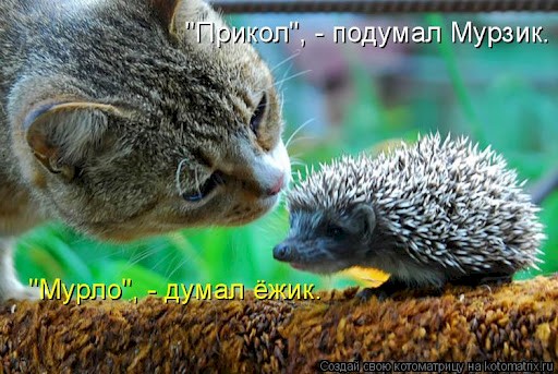 4743317_7d51de39 (512x343, 66Kb)