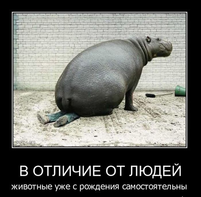 4743317_demotivatory_37 (700x686, 83Kb)