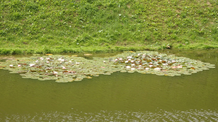 P6190327 (700x393, 407Kb)