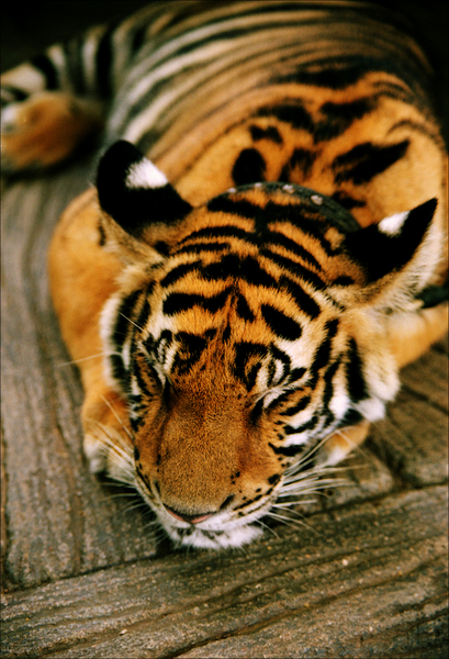 4743317_1140867143_Tigrenok (409x600, 332Kb)
