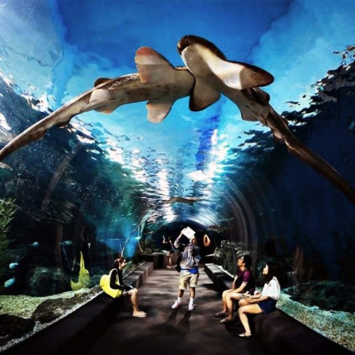 dostoprimechatelnosti-bangkoka-okeanarium-siam-ocean-world-sea-life-bangkok-ocean-world-2048x2048 (700x700, 85Kb)