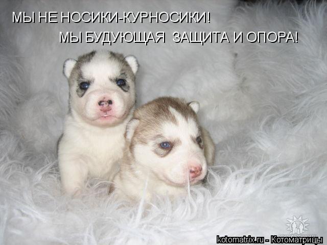 4743317_m (640x480, 41Kb)