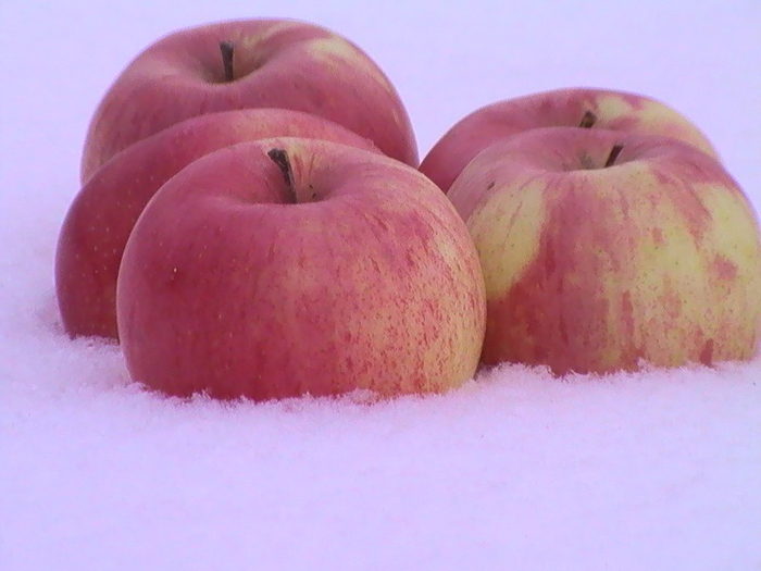 15785366 (700x525, 300Kb)