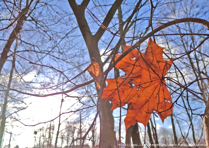 IMG_20241212_115624 (700x494, 372Kb)