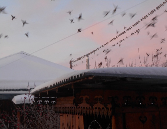4533467_DSCN6981 (700x539, 69Kb)