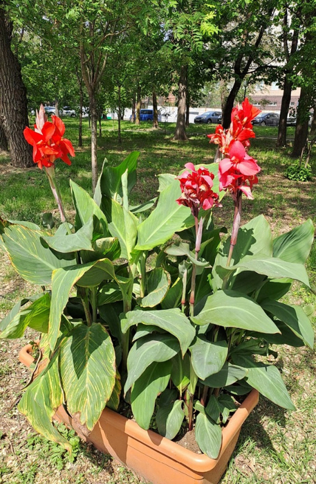 IMG-20240602-WA0014 (457x700, 482Kb)