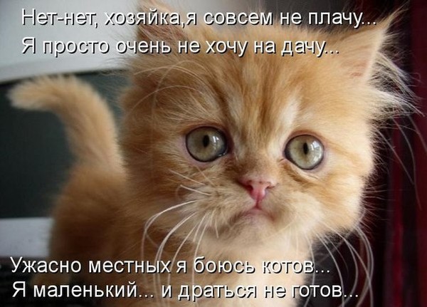 4743317_i22609 (600x431, 71Kb)
