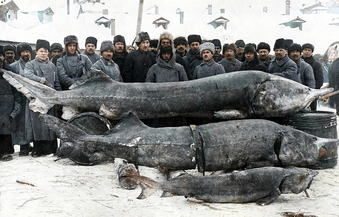  оссия Белуги, пойманные в Каспийском море в начале ХХ века (700x448, 376Kb)