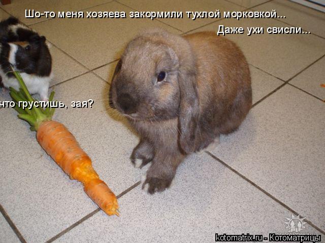 4743317_9N (640x480, 58Kb)