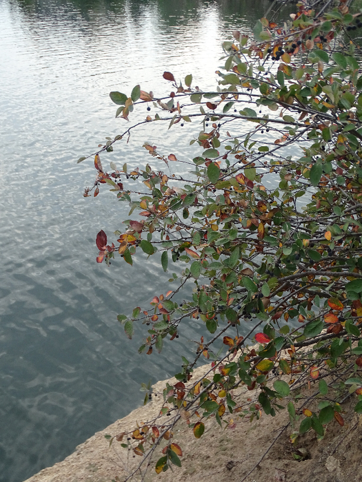 DSC00121 (525x700, 526Kb)