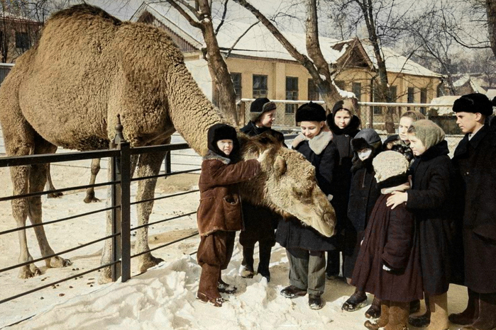 ссср В Московском зоопарке, 1952 год (700x466, 414Kb)