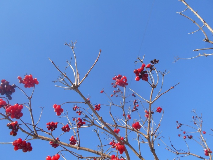 4533467_DSCN67281 (700x524, 105Kb)