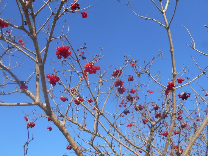 4533467_DSCN67311 (700x524, 153Kb)
