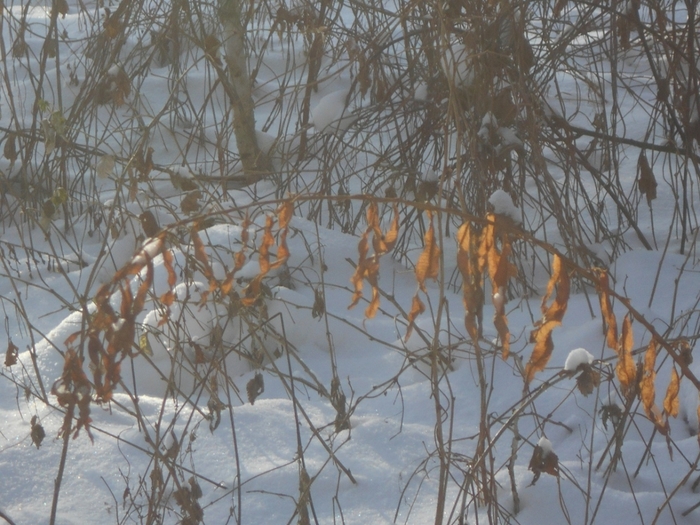 4533467_DSCN67321 (700x525, 300Kb)