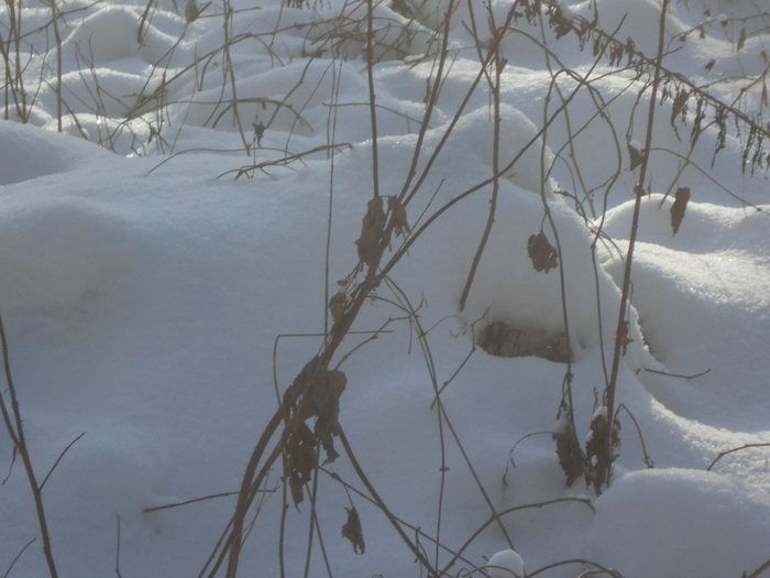 4533467_DSCN67341 (700x525, 227Kb)