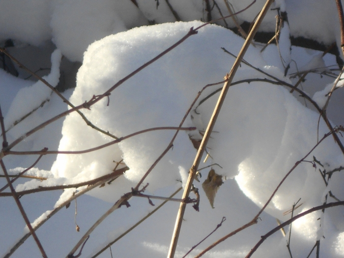 4533467_DSCN67381 (700x525, 236Kb)
