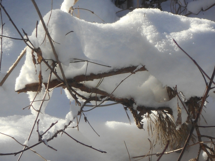 4533467_DSCN67391 (700x525, 251Kb)