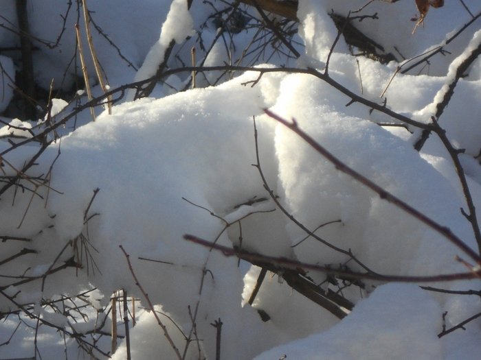 4533467_DSCN67401 (700x525, 250Kb)