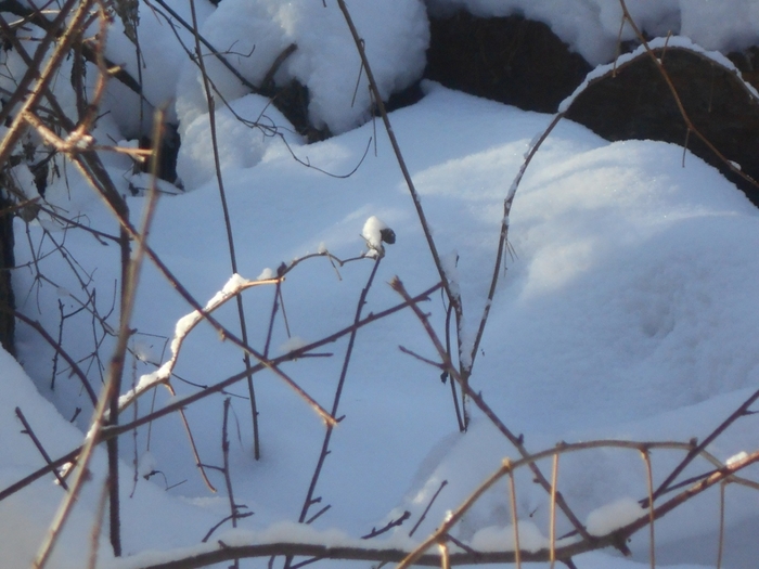 4533467_DSCN67431 (700x525, 240Kb)