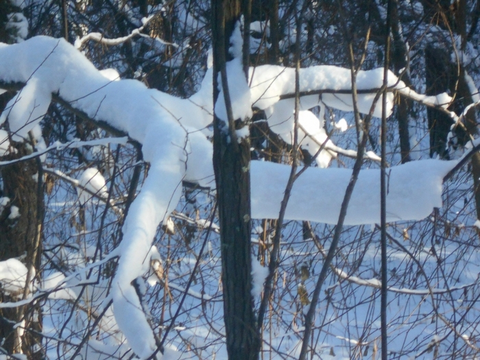 4533467_DSCN67451 (700x525, 312Kb)