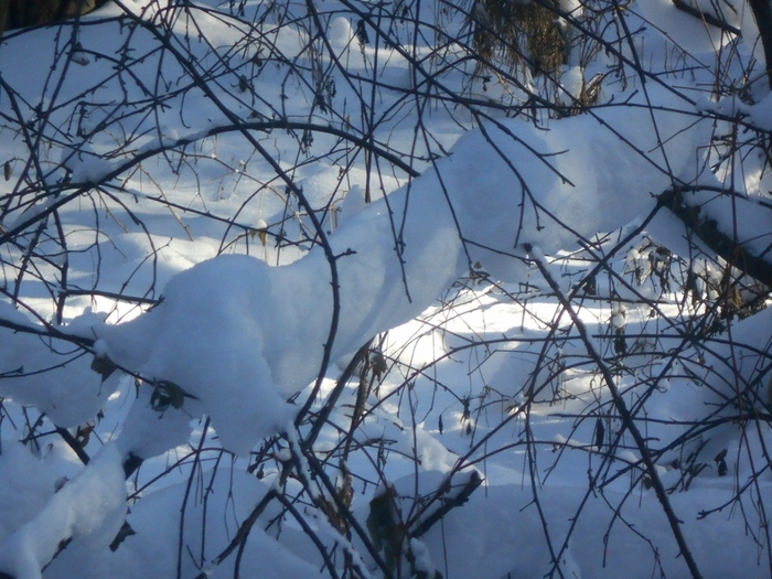 4533467_DSCN67491 (700x525, 308Kb)