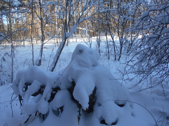 4533467_DSCN67511 (700x525, 326Kb)
