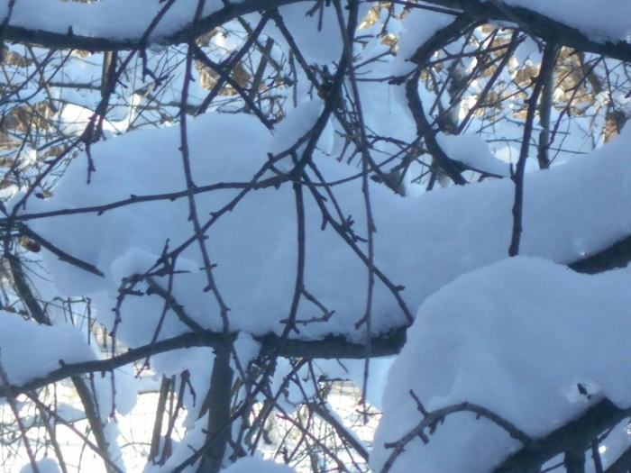 4533467_DSCN67531 (700x525, 271Kb)