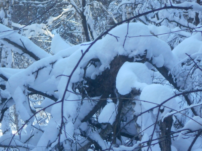 4533467_DSCN67551 (700x525, 294Kb)
