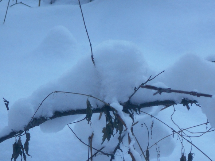 4533467_DSCN67571 (700x525, 212Kb)