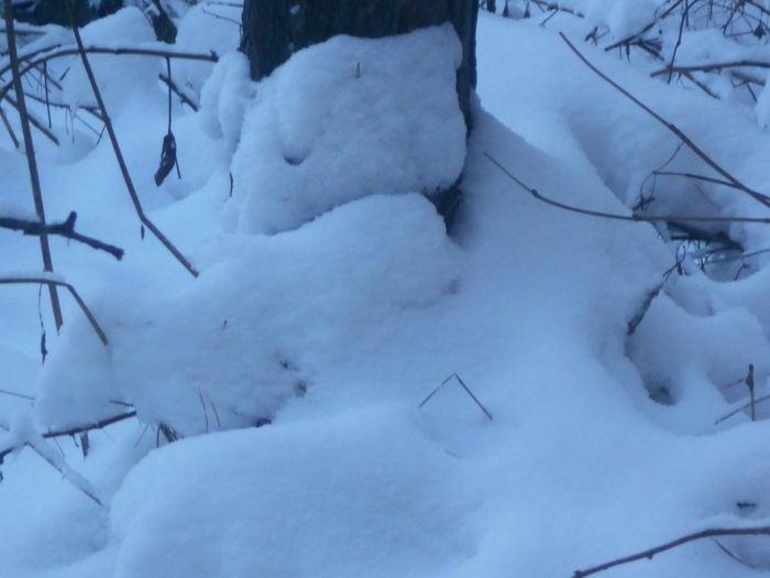 4533467_DSCN67591 (700x525, 210Kb)