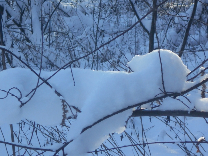 4533467_DSCN67611 (700x525, 276Kb)