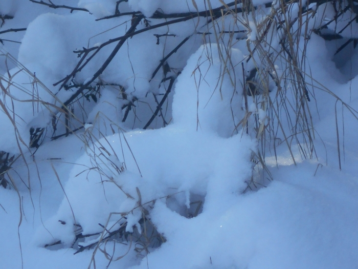 4533467_DSCN67641 (700x525, 237Kb)