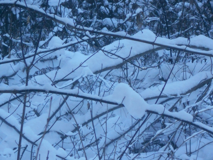 4533467_DSCN67681 (700x525, 306Kb)
