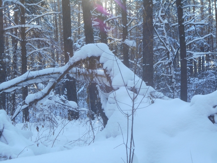 4533467_DSCN67801 (700x525, 295Kb)