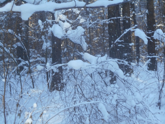 4533467_DSCN67841 (700x525, 306Kb)
