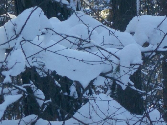 4533467_DSCN67861 (700x525, 265Kb)