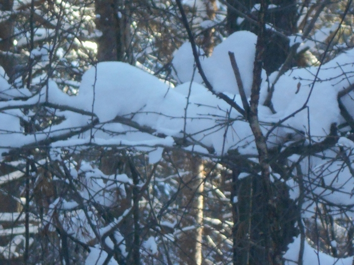 4533467_DSCN67871 (700x525, 286Kb)