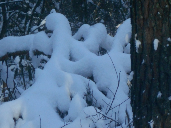 4533467_DSCN67891 (700x525, 240Kb)