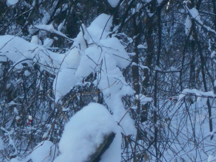 4533467_DSCN67911 (700x525, 307Kb)
