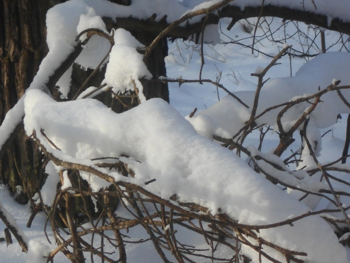 4533467_DSCN68051 (700x525, 259Kb)