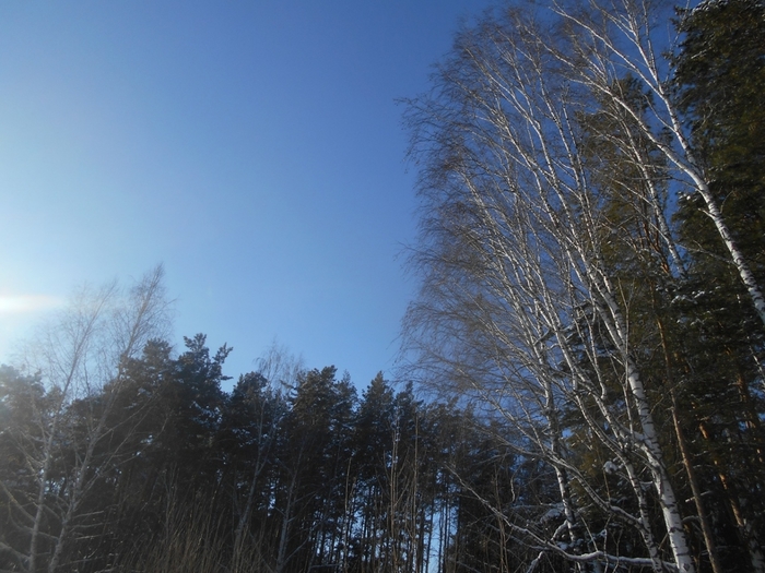 4533467_DSCN67941 (700x525, 282Kb)