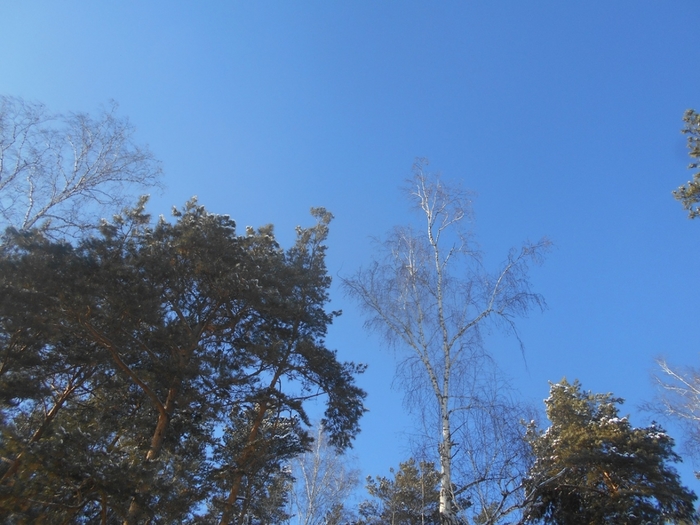 4533467_DSCN67991 (700x525, 264Kb)