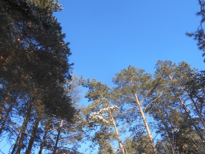 4533467_DSCN68021 (700x525, 326Kb)