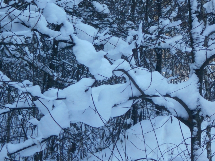 4533467_DSCN68271 (700x525, 330Kb)