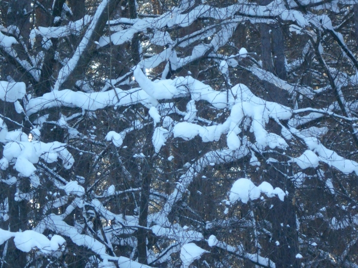 4533467_DSCN68291 (700x525, 348Kb)