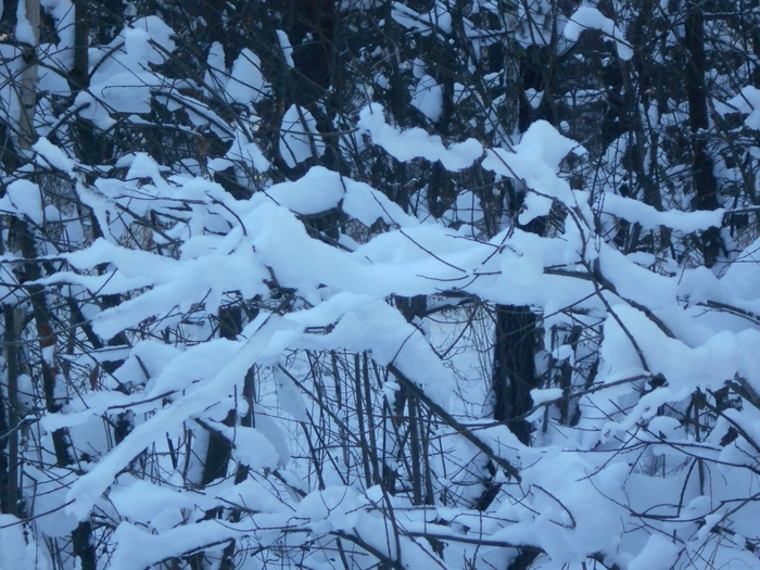 4533467_DSCN68351 (700x525, 334Kb)