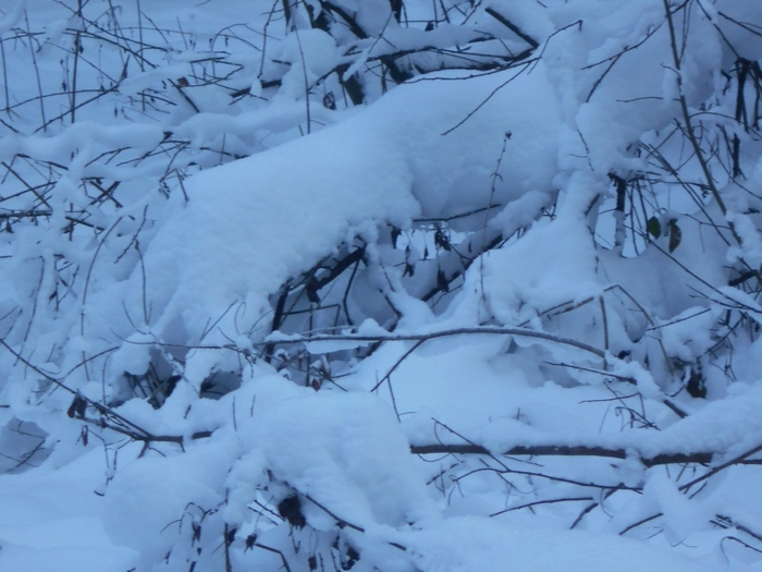 4533467_DSCN68371 (700x525, 245Kb)
